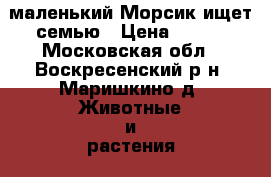 маленький Морсик ищет семью › Цена ­ 100 - Московская обл., Воскресенский р-н, Маришкино д. Животные и растения » Кошки   . Московская обл.